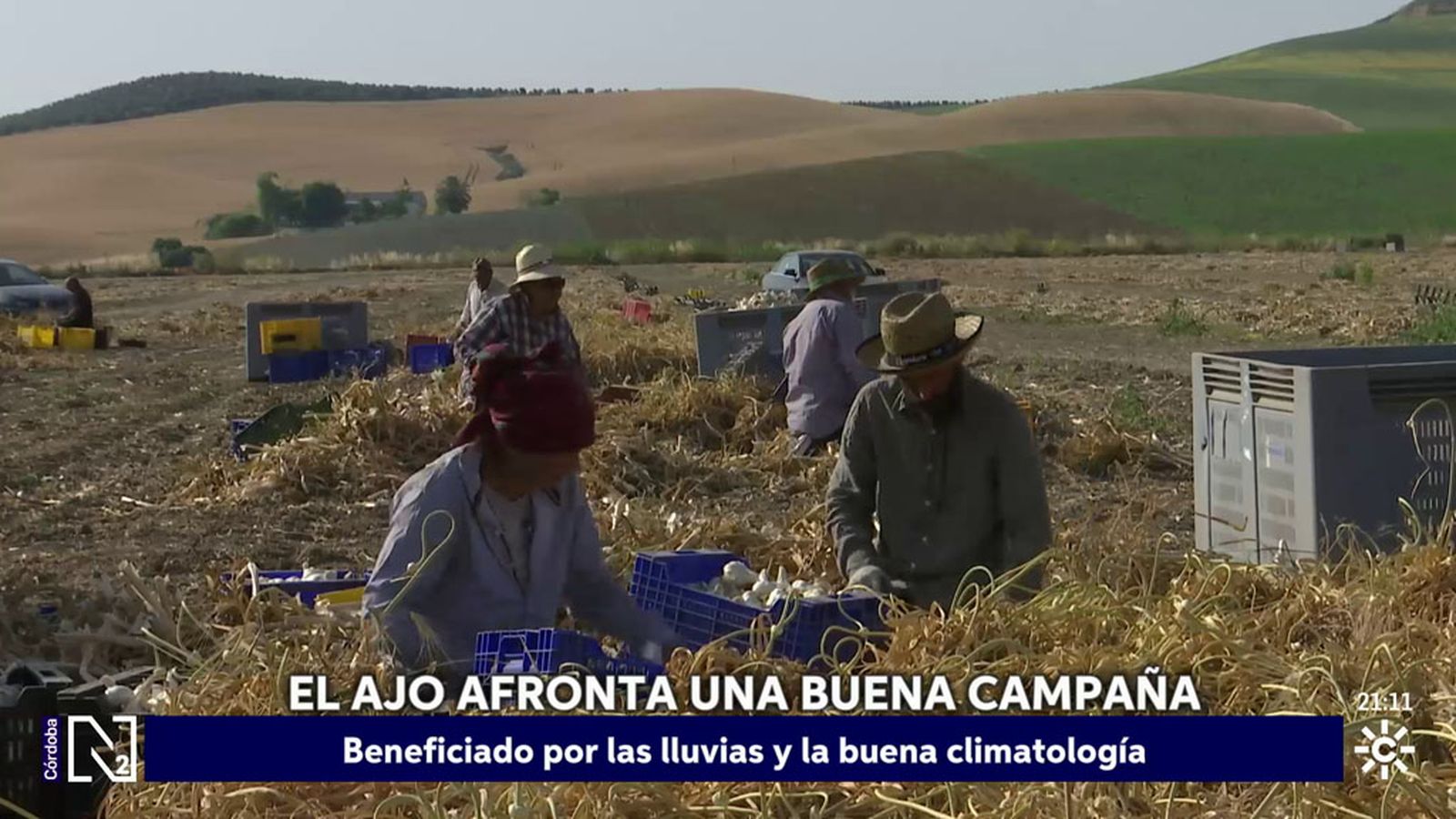 campaña del ajo en cordoba
