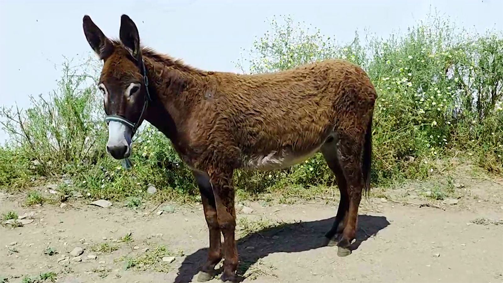 Conoce las seis razas de burro español