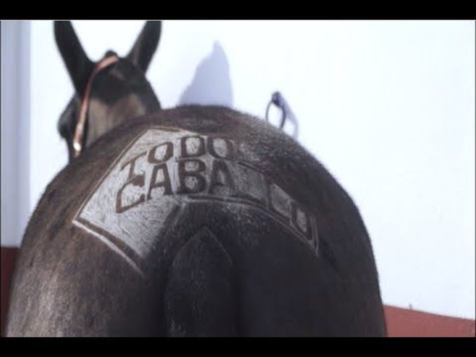 Caballos: cómo esquilar logotipos artísticos a tijera en el caballo | Todo Caballo
