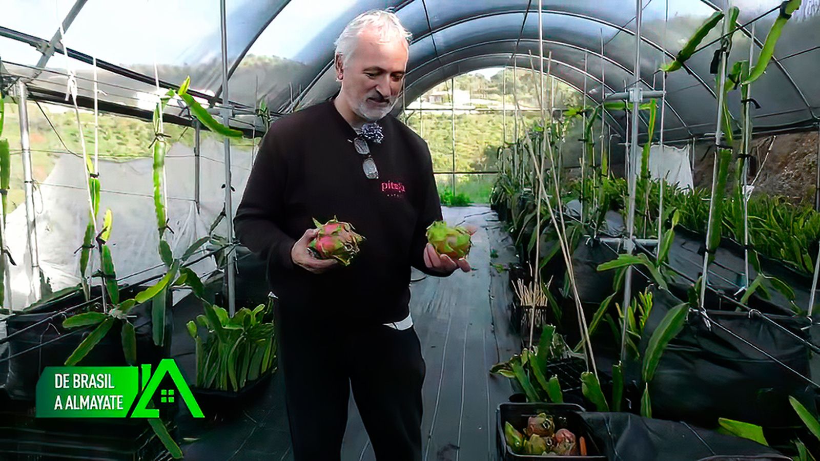Decidió emprender con una plantación de frutas tropicales en Almayate