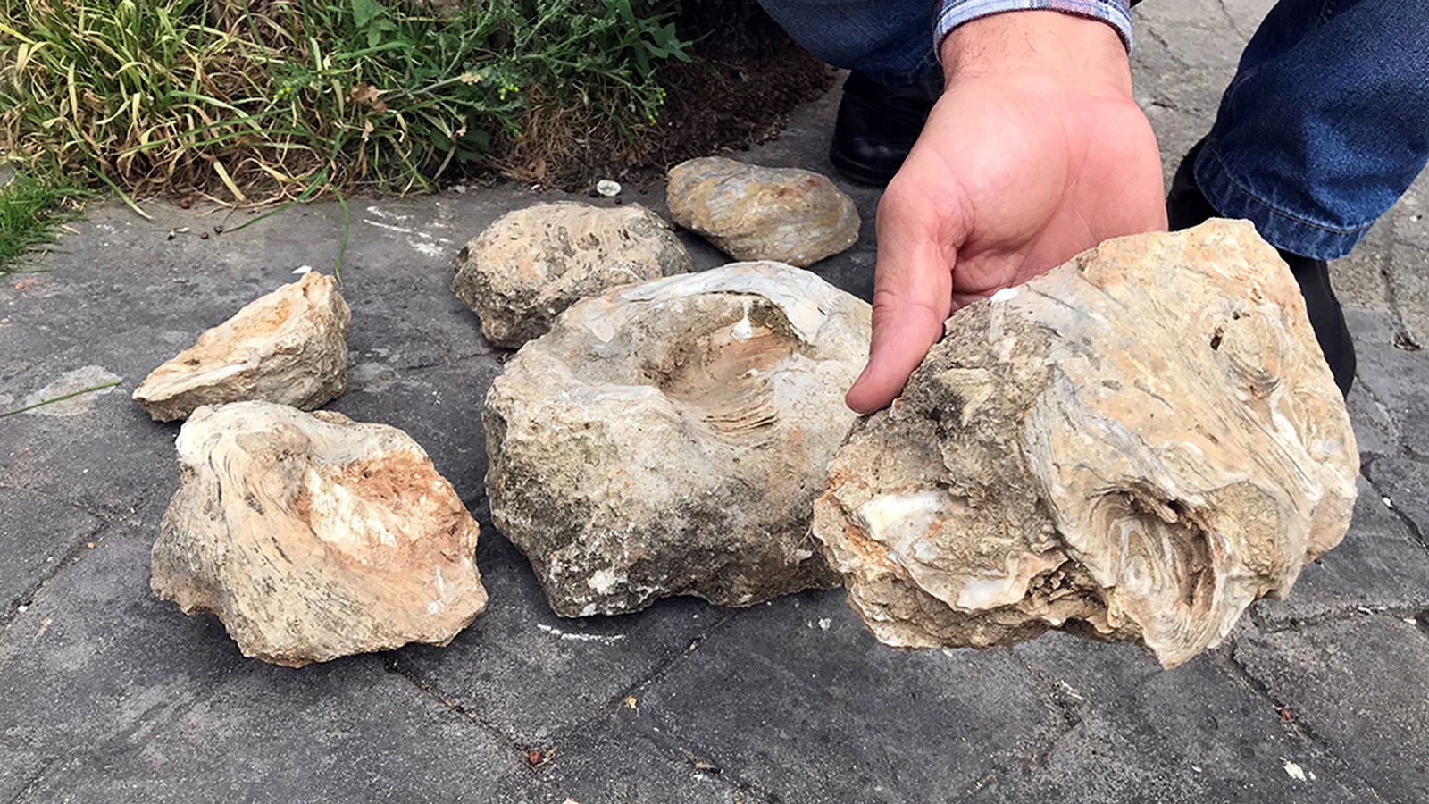 fosil 1024