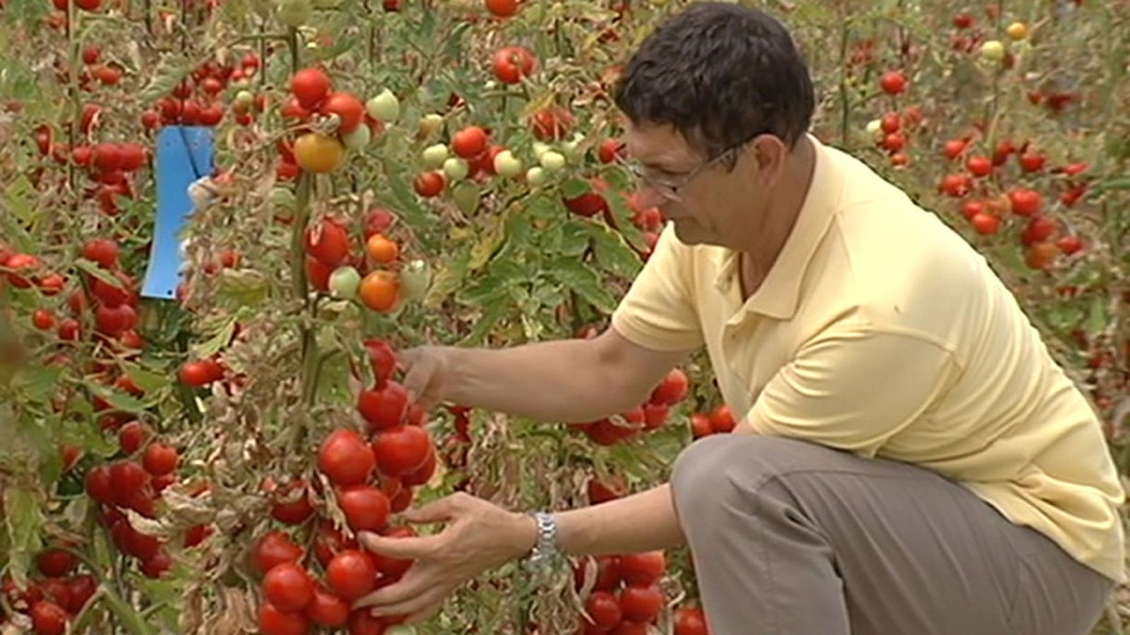 tomates