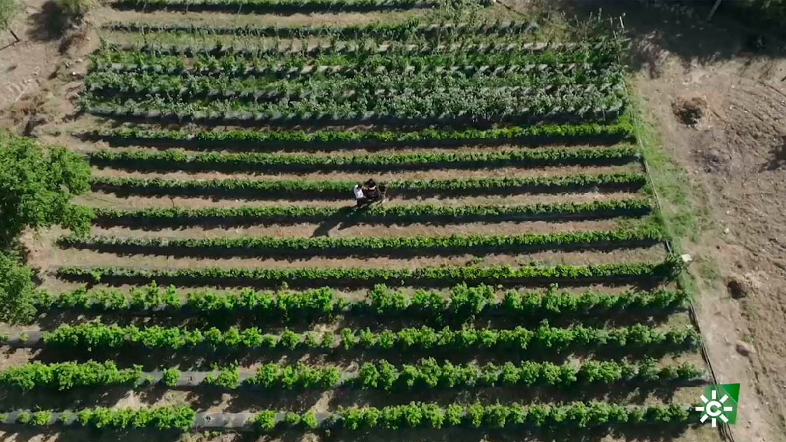 Bosco descubre las fresas más sabrosas de Abrucena