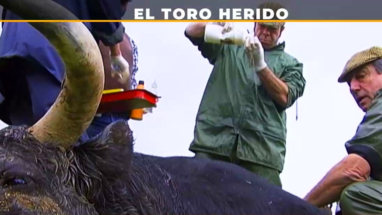 Asistimos a la cura de un toto bravo herido en una pelea