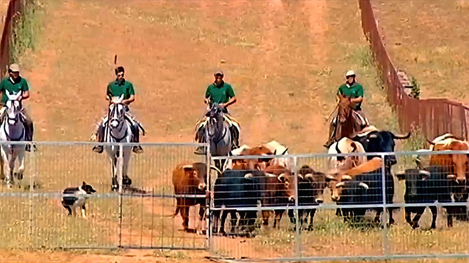 Trasladando el ganado: las vacas bravas de la sierra
