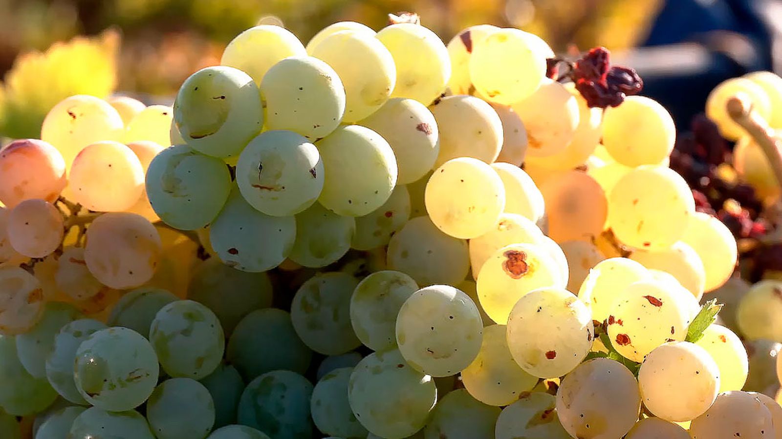 Vinos de autor en La Palma del Condado