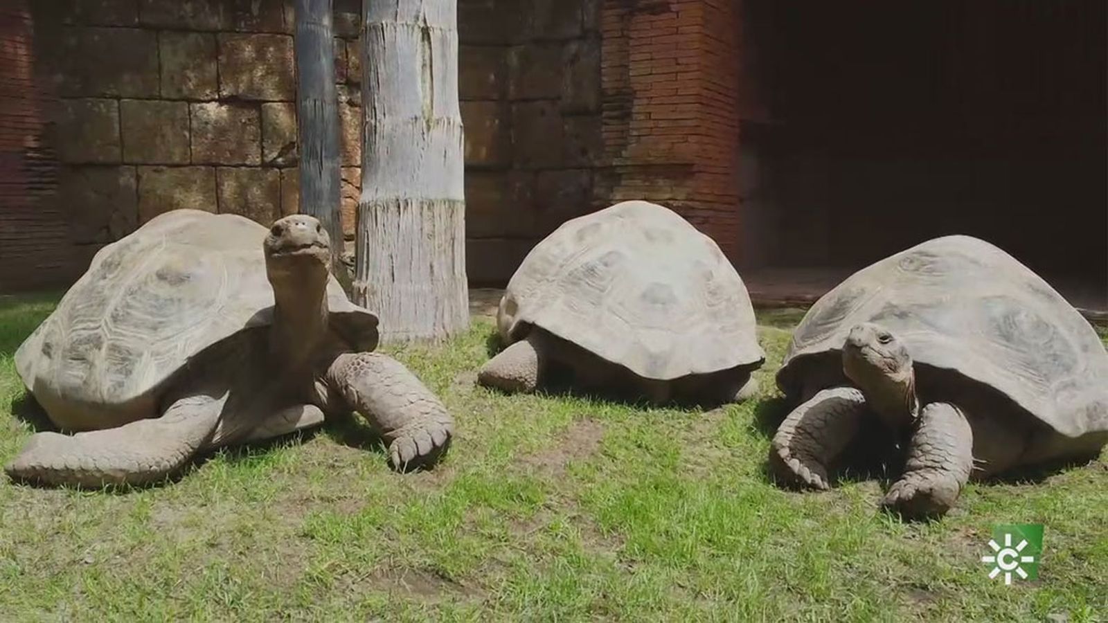 Una tortuga gigante de Galápagos viaja de Fuengirola a Cerdeña