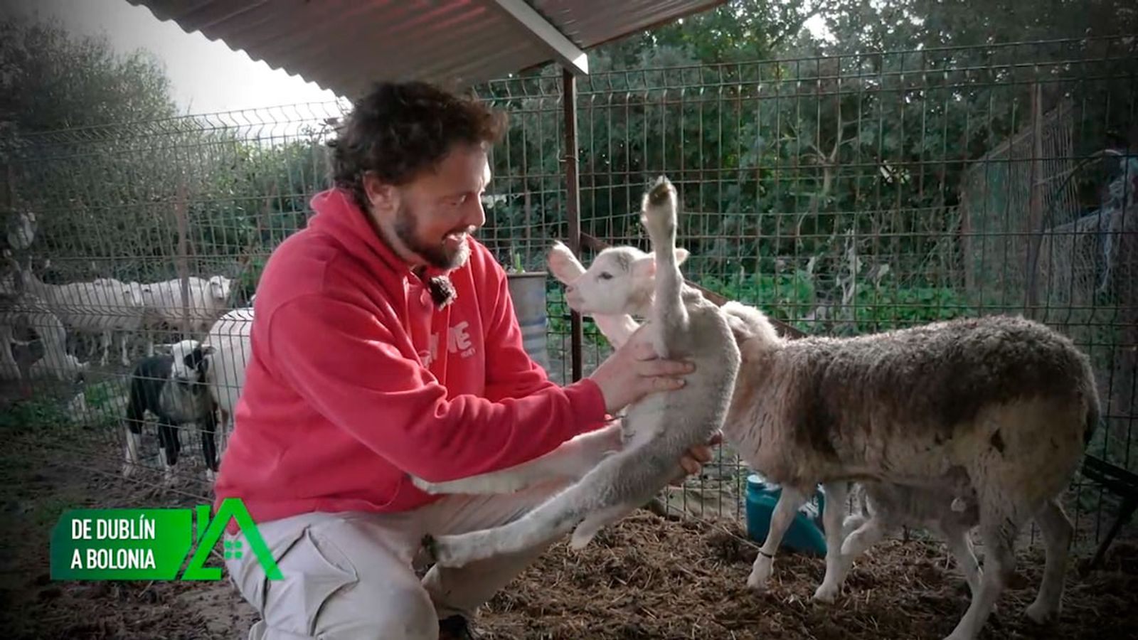 En Bolonia se dedica a la apicultura y a la cría de ovejas de raza INRA 401