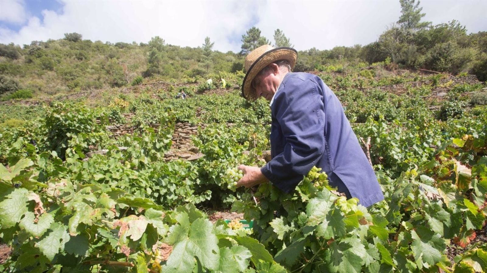 Labor agrícola