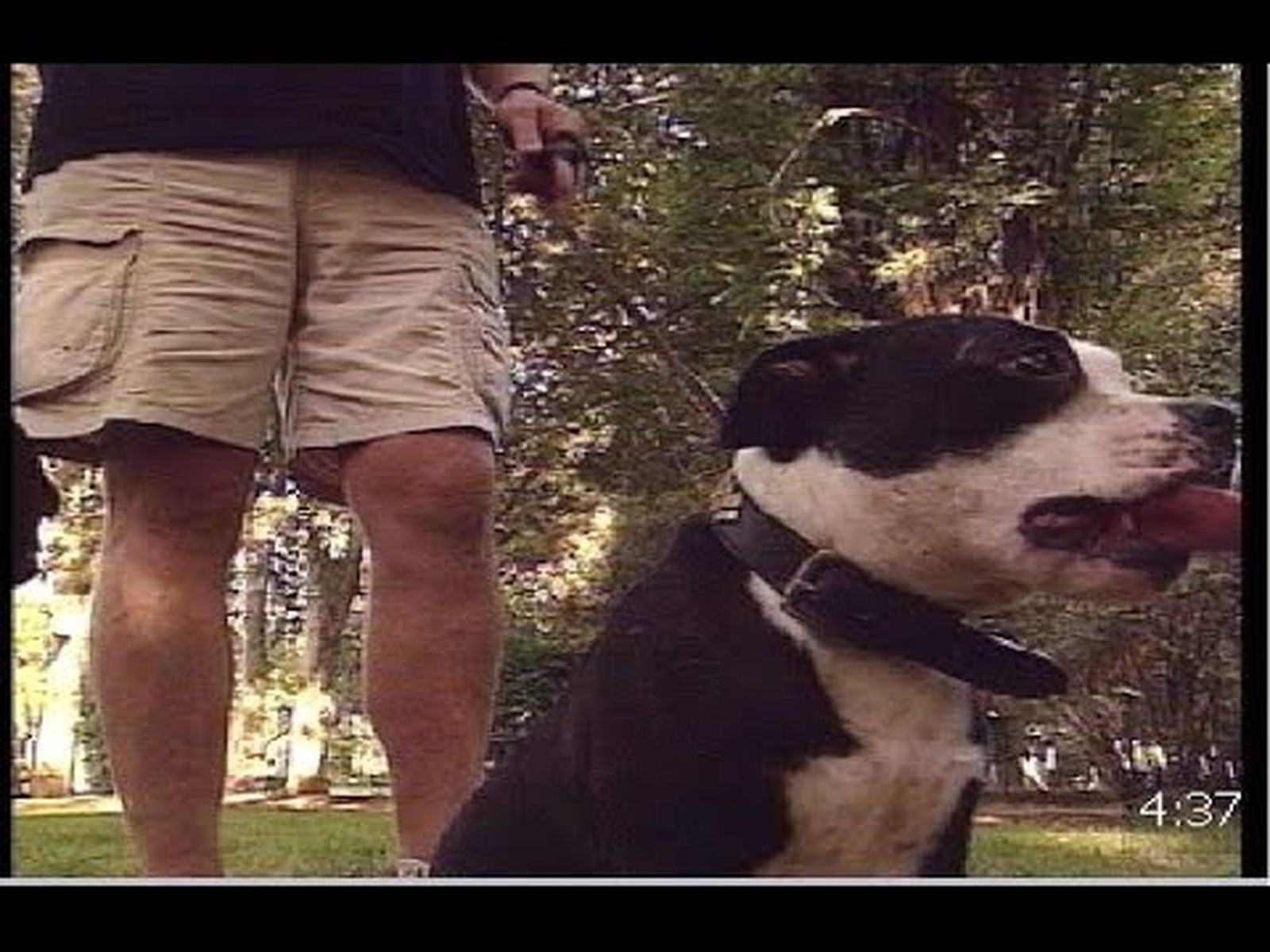 Ley andaluza de Protección de Animales (2003)