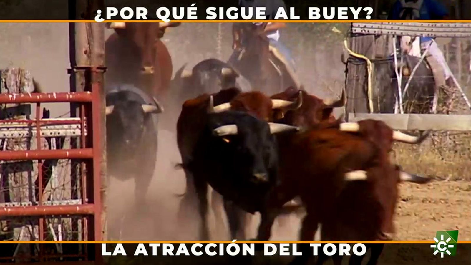 El imprescindible trabajo de los bueyes para para manejar al toro en el campo