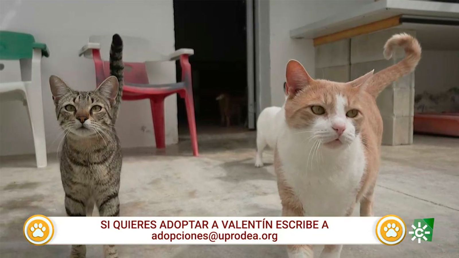 patas arriba 1024x576 adopcion gato