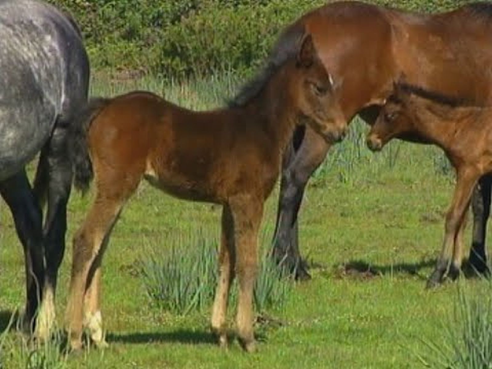 El caballo de las Retuertas, el más antiguo de Europa