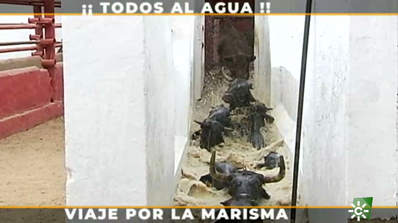 El chapuzón en la bañera quita los parásitos del verano