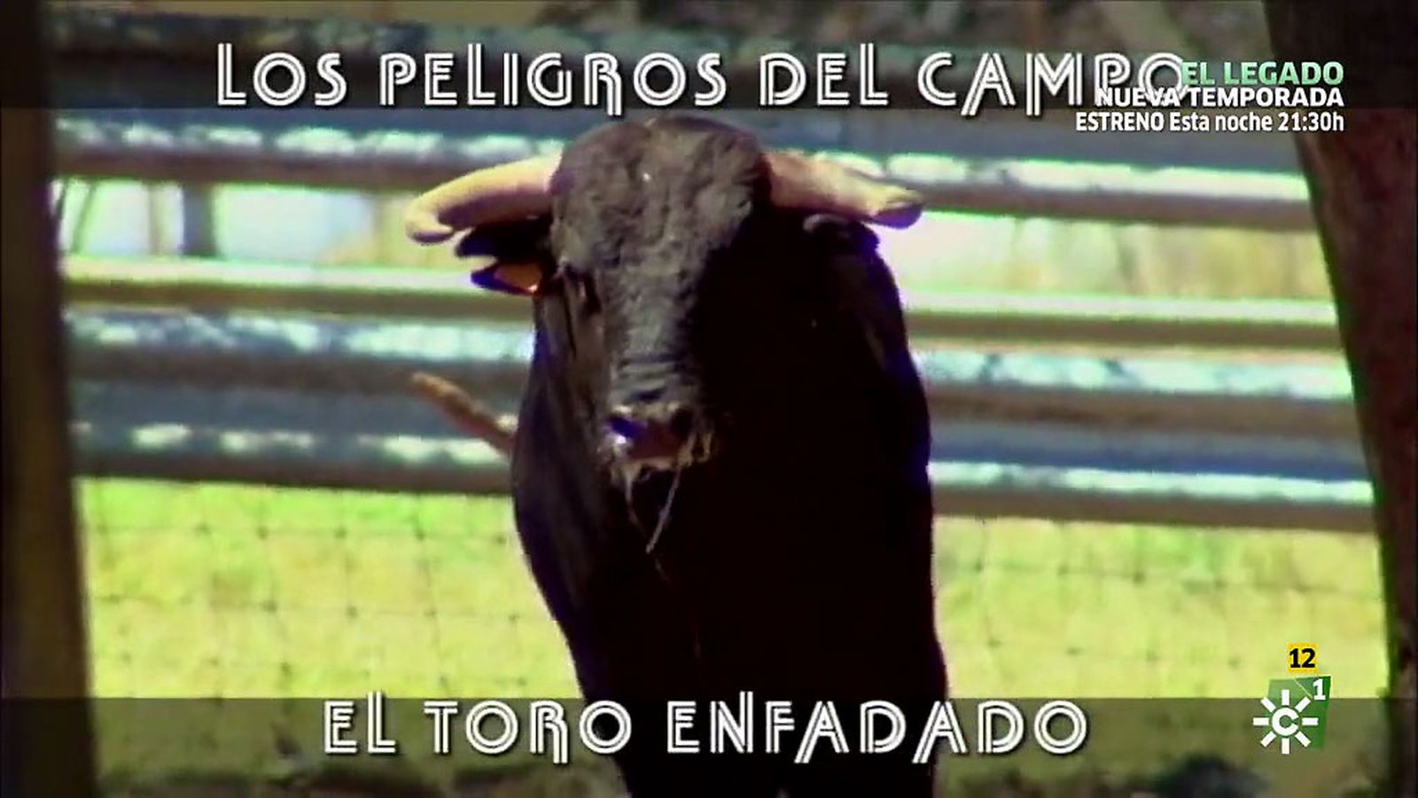 Los peligros del campo: el toro enfadado