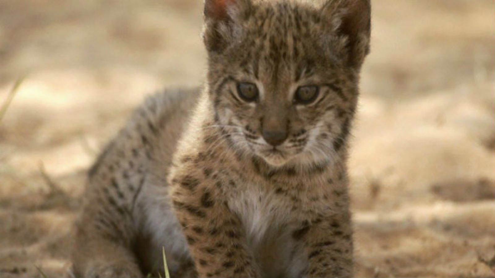 espacio protegido lince