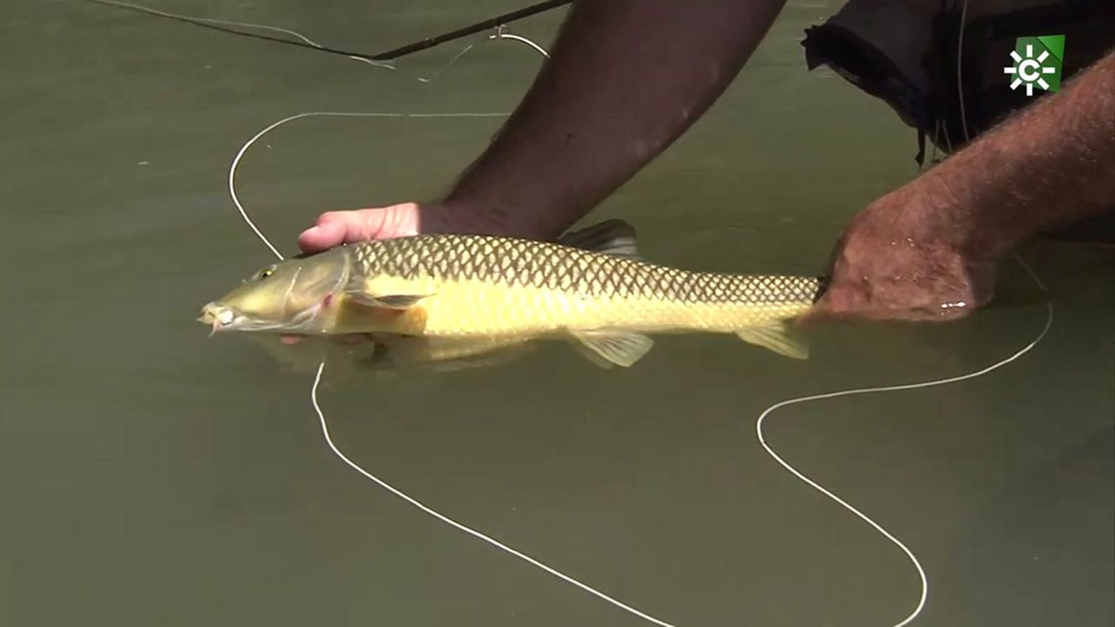 pesca