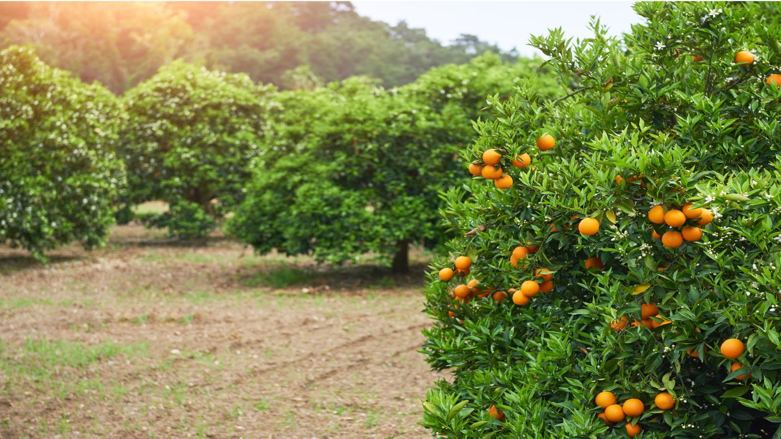 finca naranjos