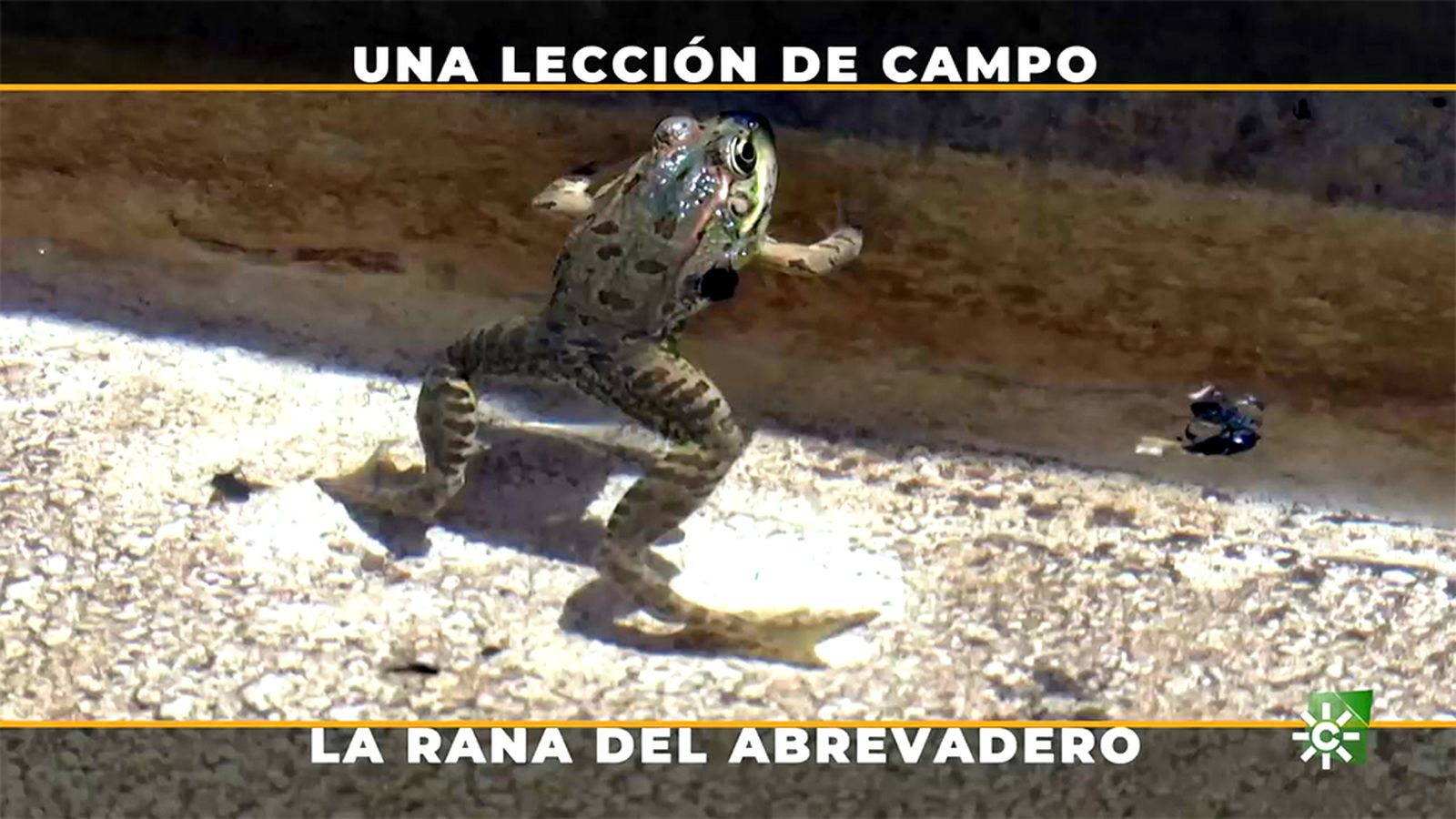 ¿Qué hace una rana en el abrevadero de unos toros bravos?
