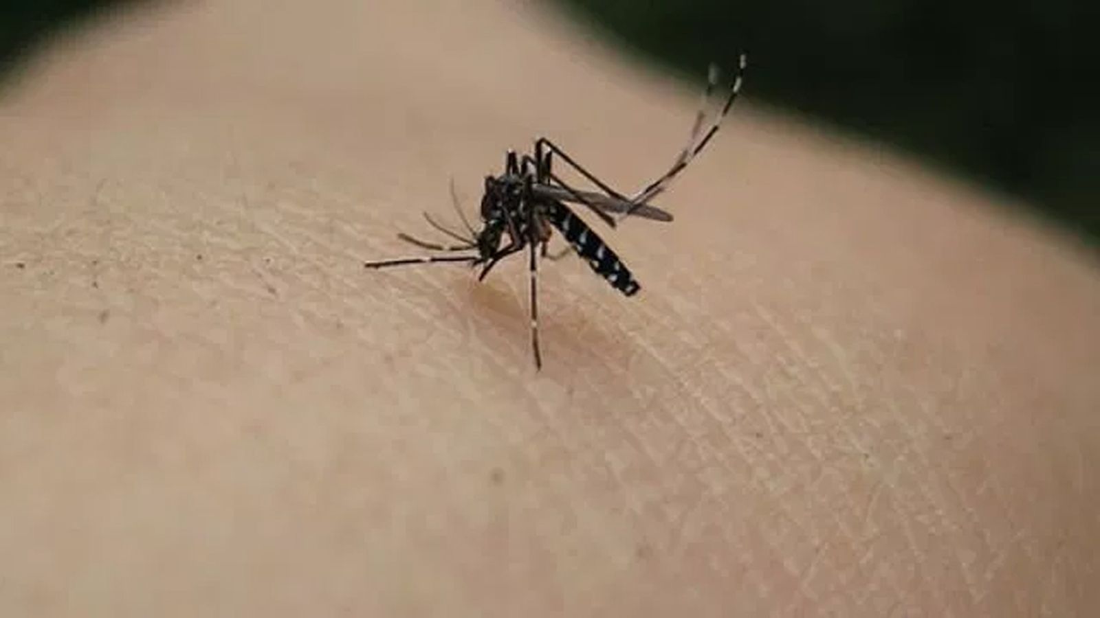 Dengue