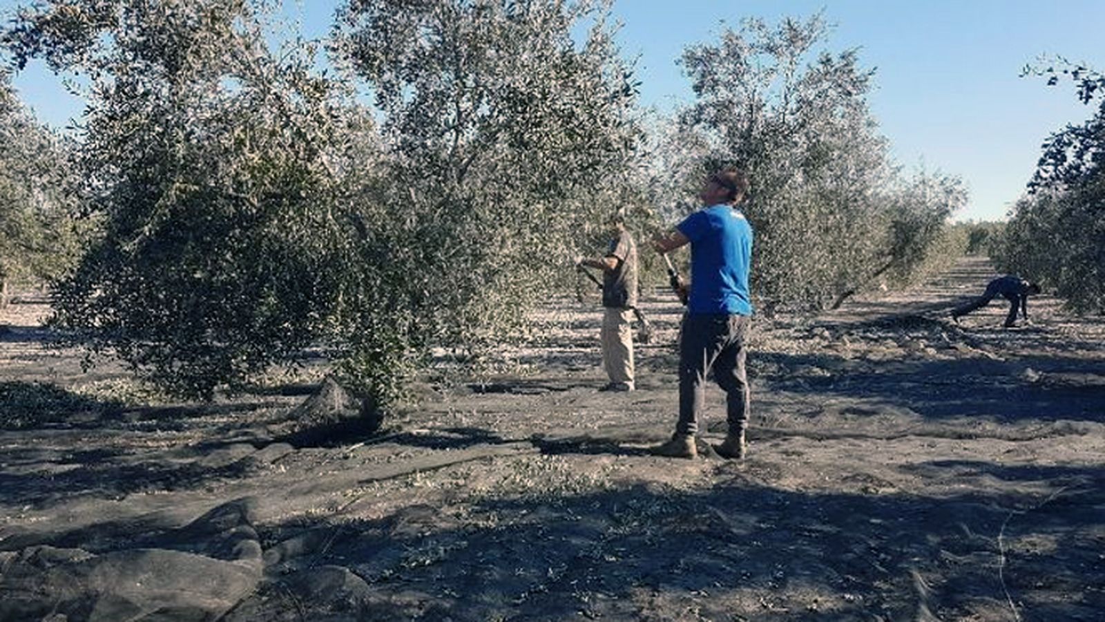 Aceituna negra 800 x 450
