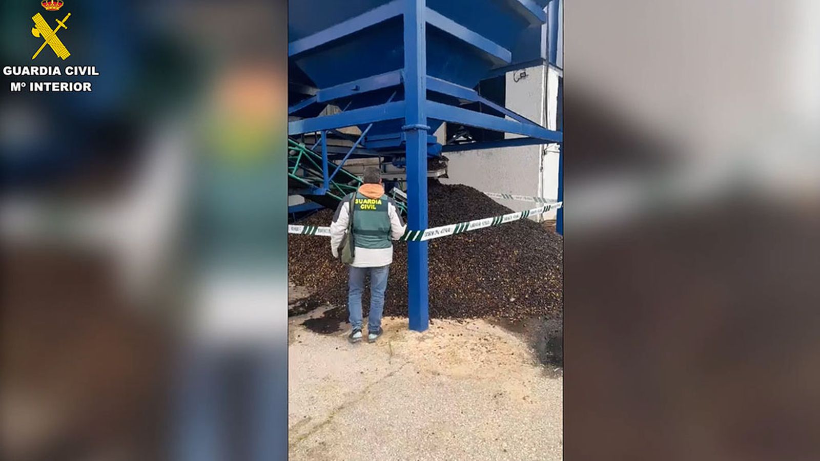 Operación de la Guardia Civil en Carmona por un fraude en aceituna