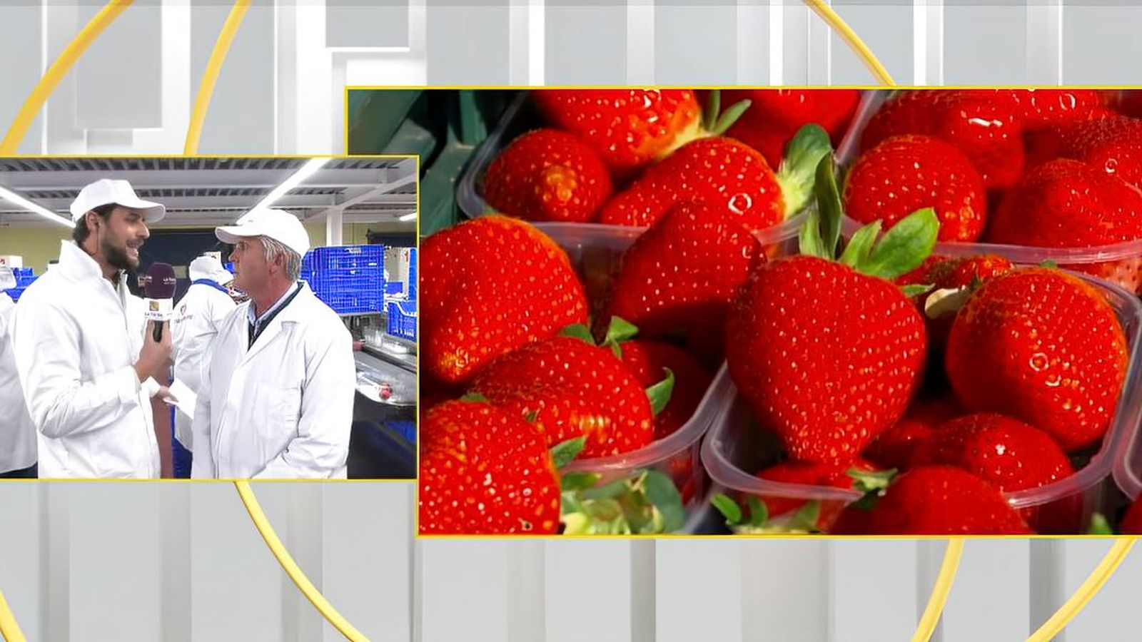 Moguer en campaña de la fresa y frutos rojos con una cooperativa que mira a España y Europa