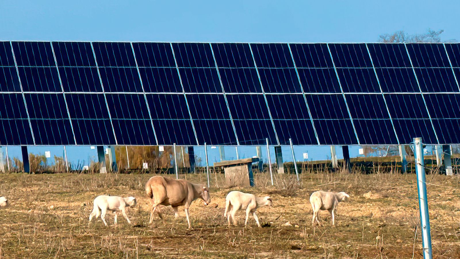 Planta solar El Rancho y su compromiso con la conservación de la biodiversidad