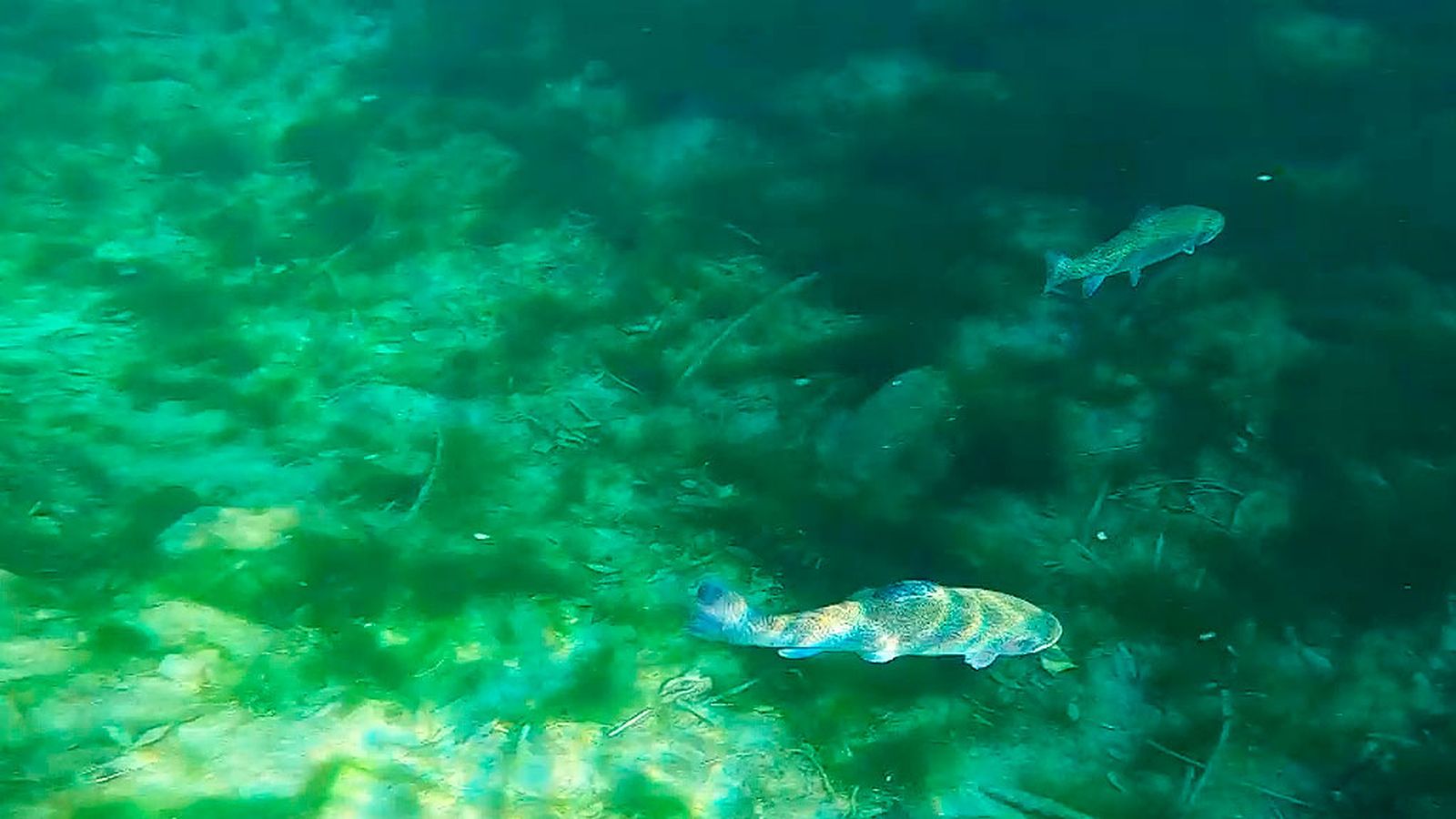 Pesca de trucha arcoíris en el río Guadalentín