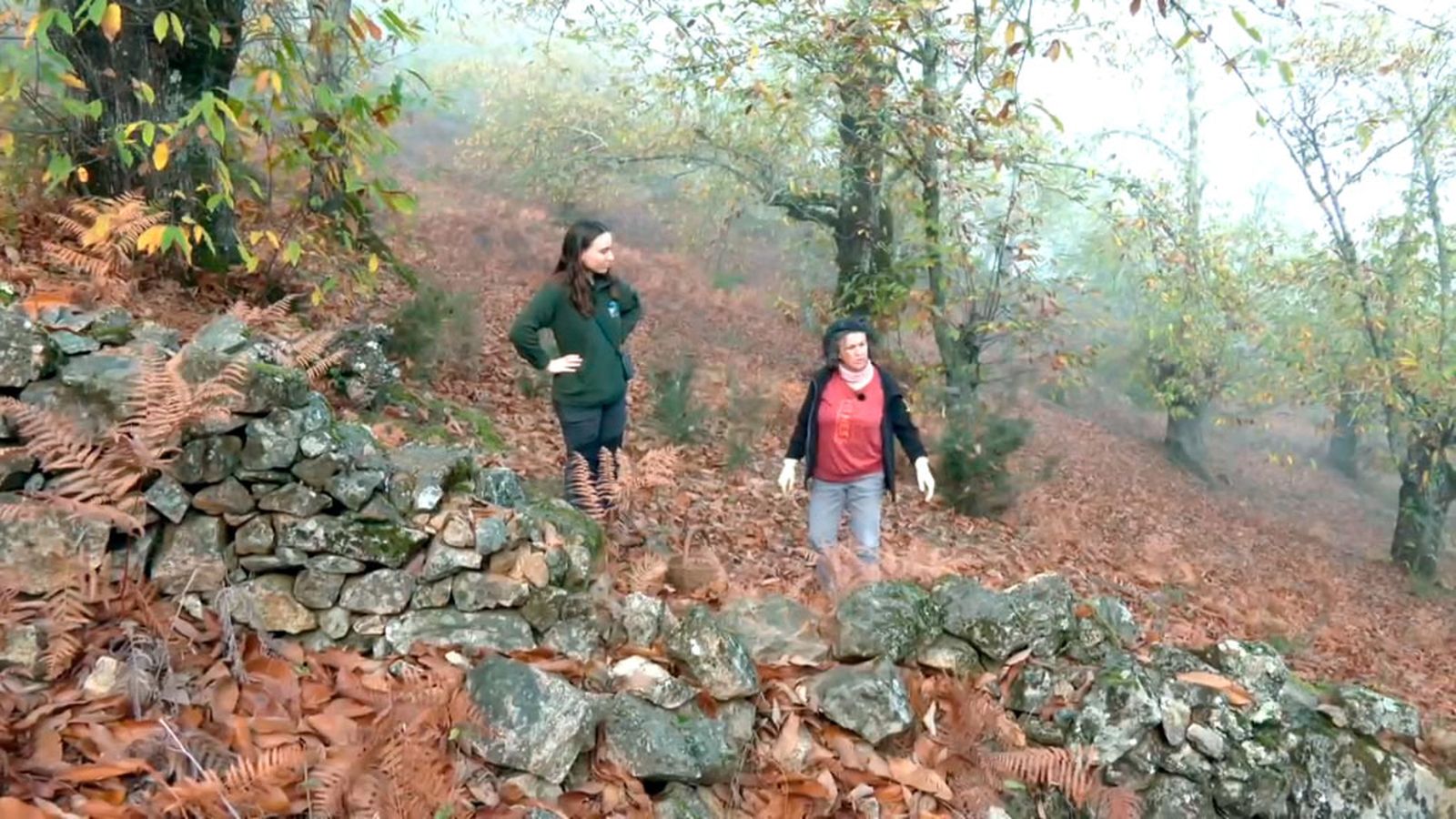 Montes vivos, un proyecto para el manejo de castañares y avellanares