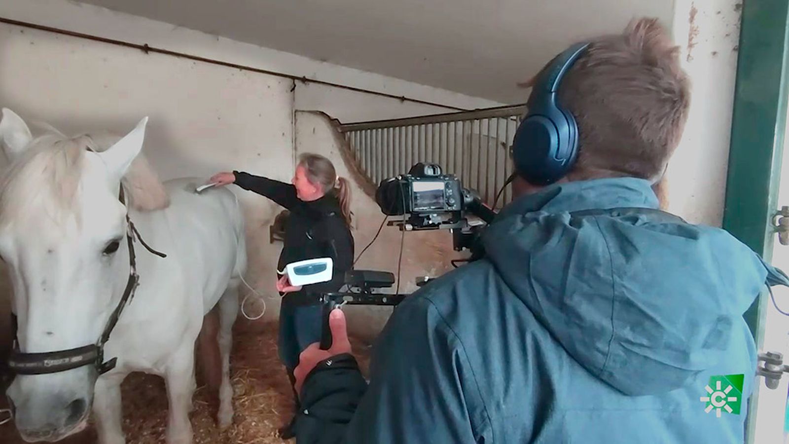 El caballo de competición disfruta de fisioterapia de mantenimiento y prevención de lesiones