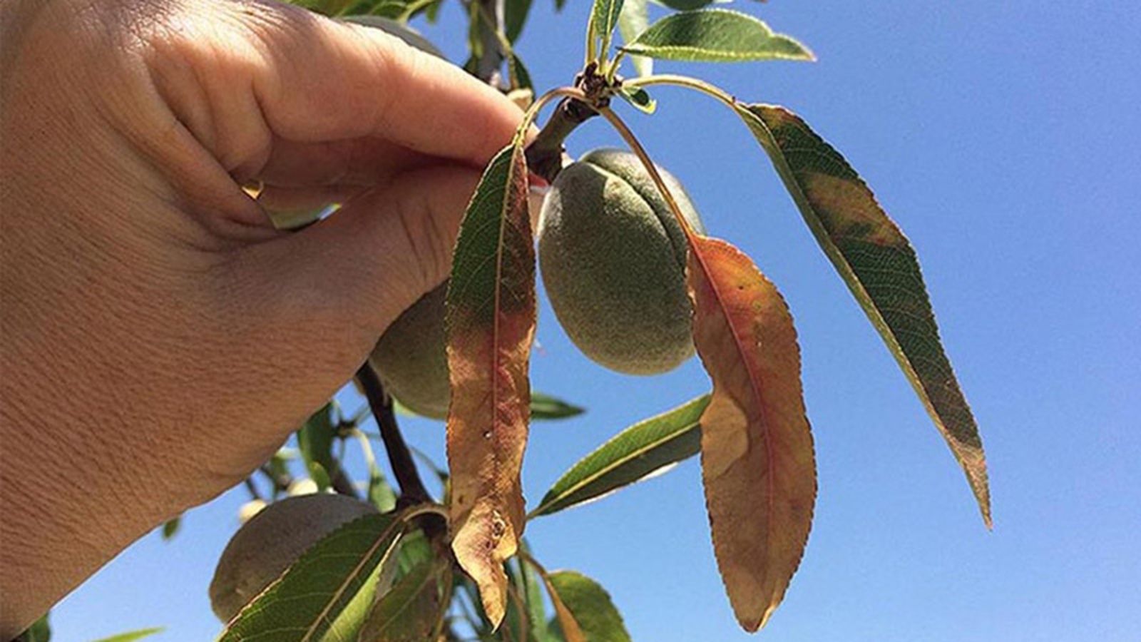 Tierra y Mar 20/05/18 Sanidad vegetal Xylella 800x450