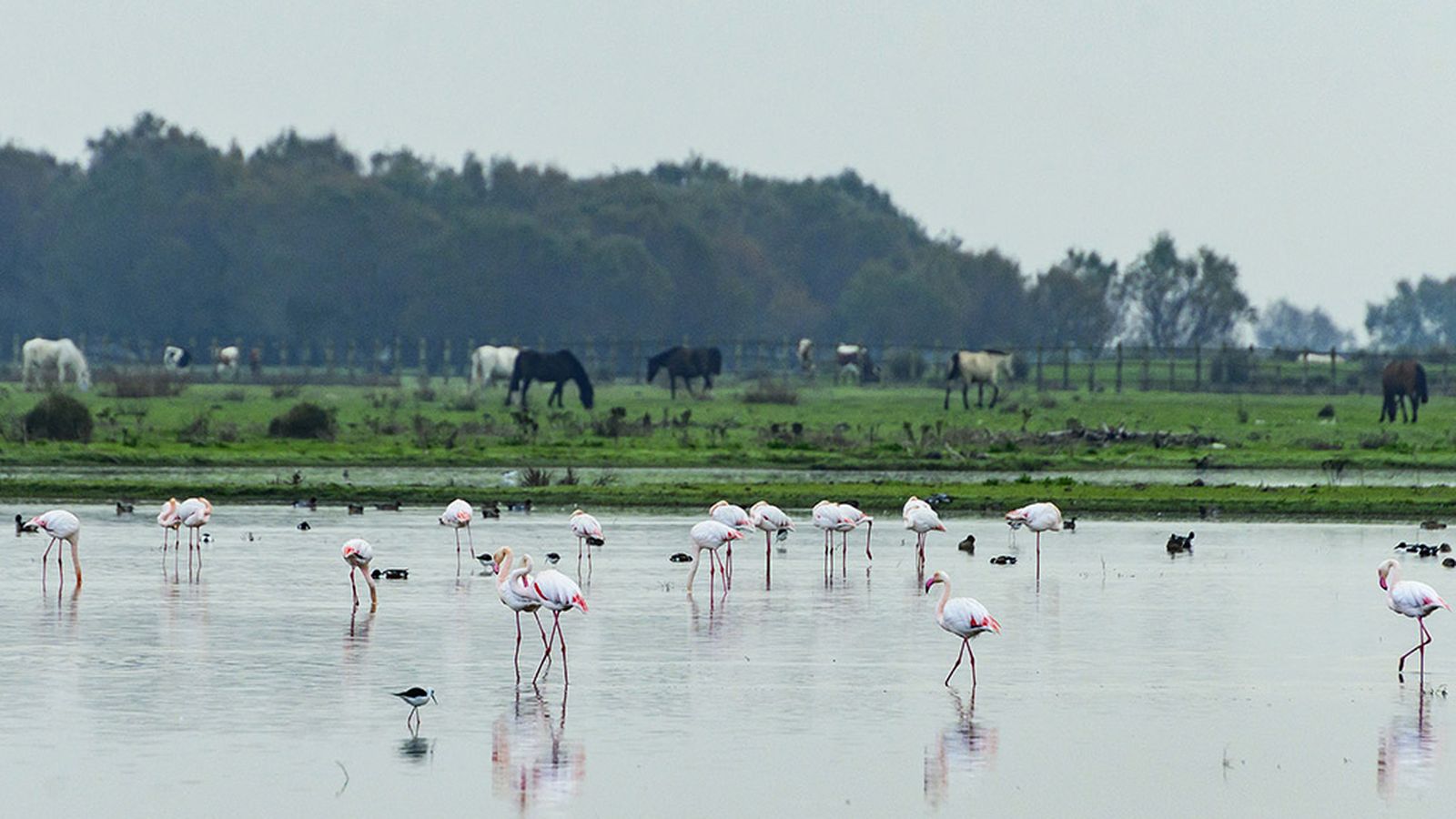 FOTO PARQUE NACIONAL DE DOÑANA.