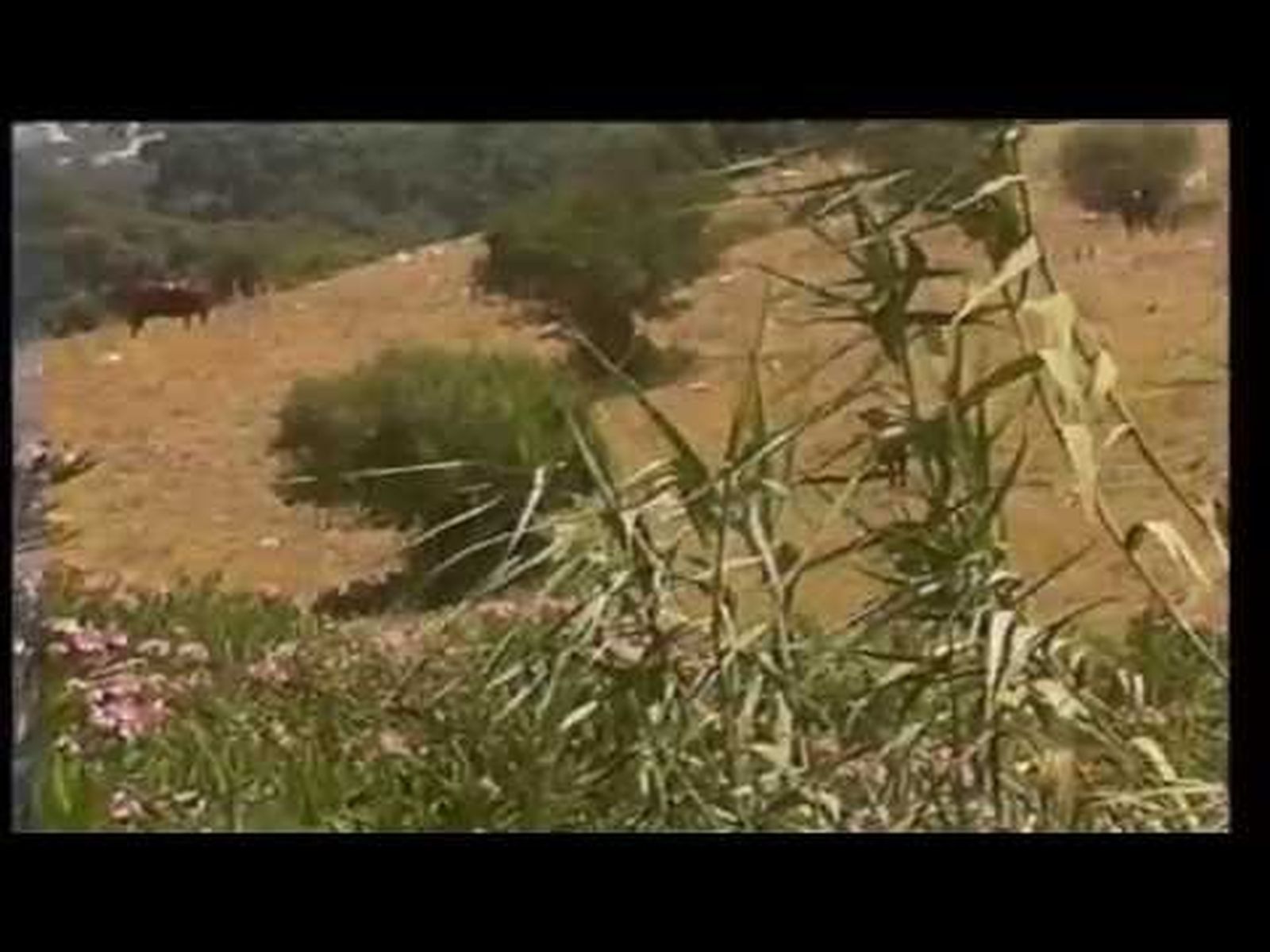 El corzo de la Sierra del Aljibe en "Los últimos andaluces".