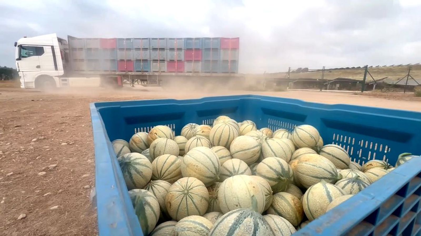El melón Charentais, un lujo francés del que viven los cultivadores de la Sierra de Cádiz