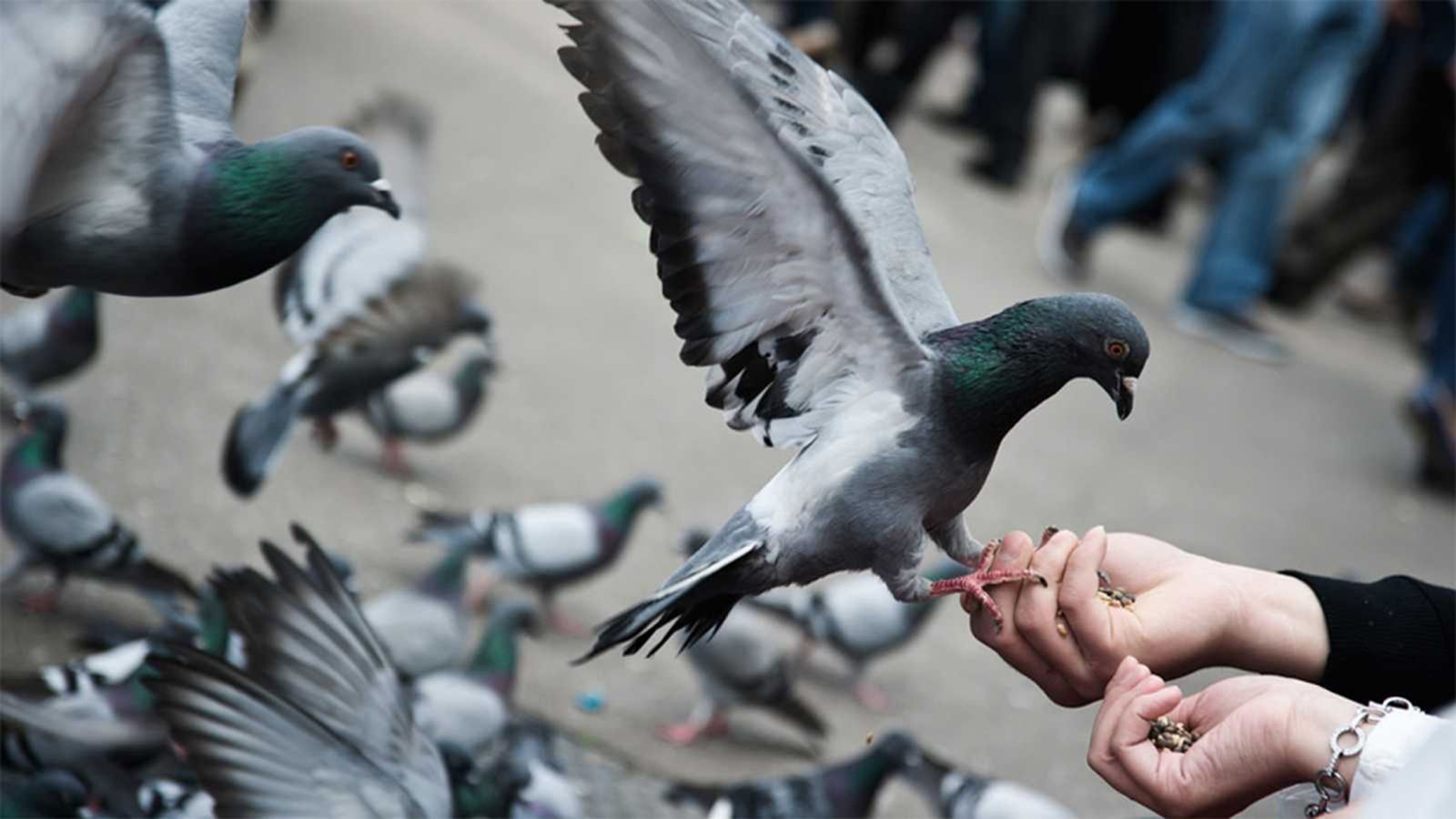Palomas