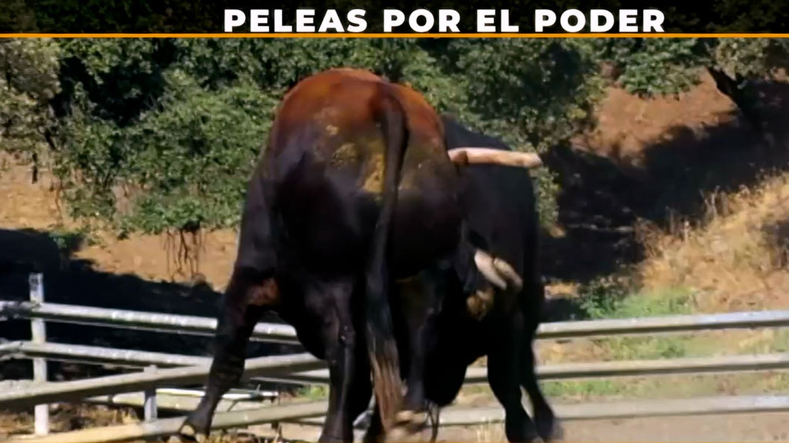 Otoño en el campo bravo: el toro se altera y estallan las peleas