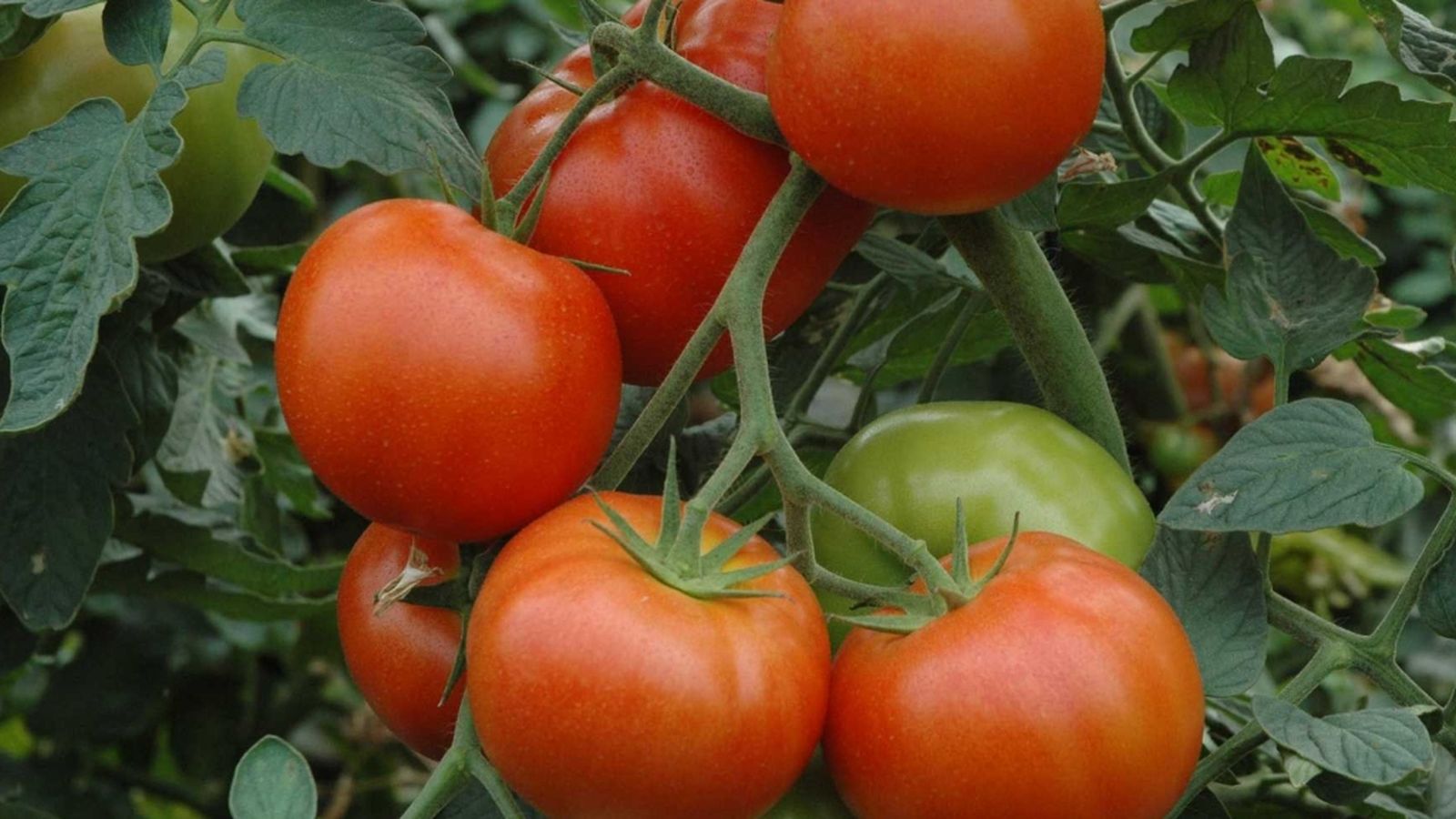 tomates genaro los palacios la tarde