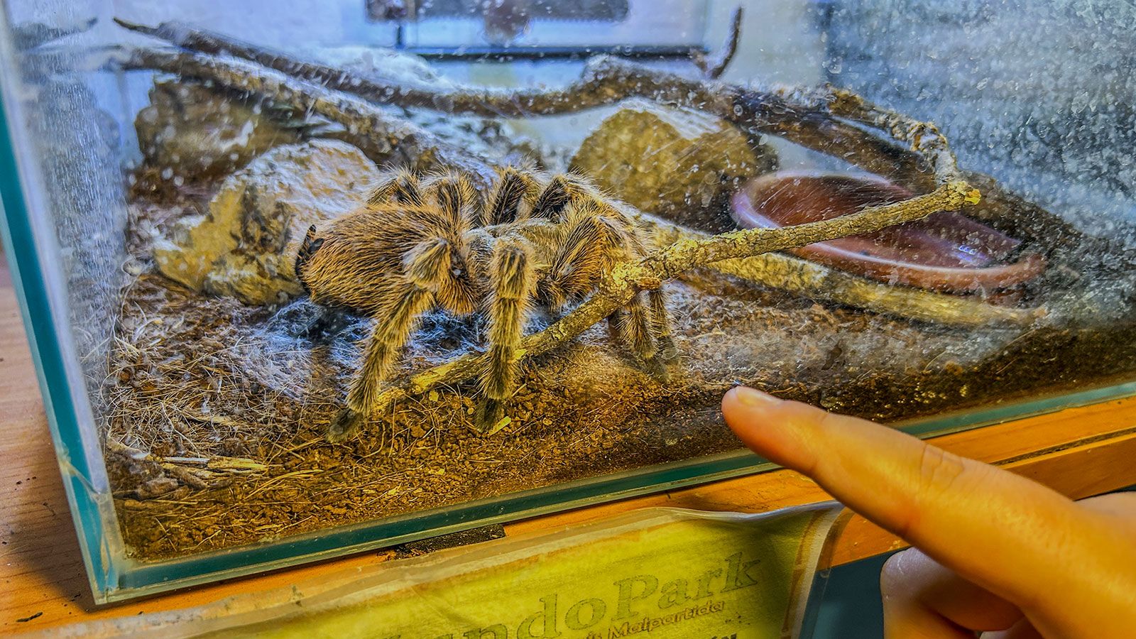 tarántula