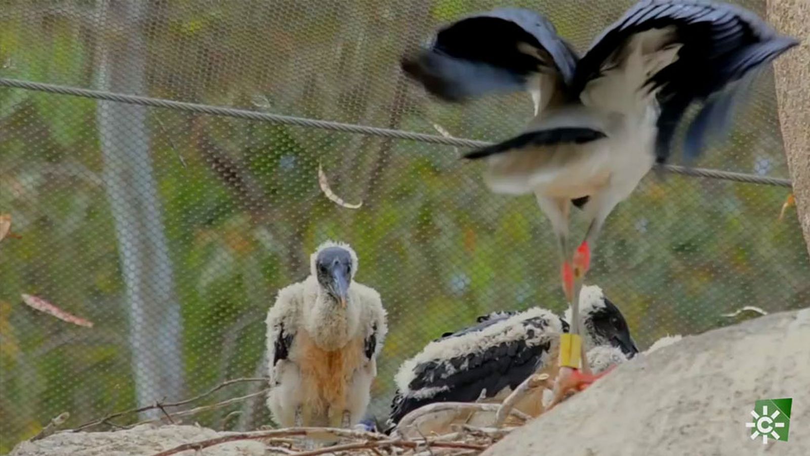 ¿Cómo sexar los pollos de cigüeña Abdim?