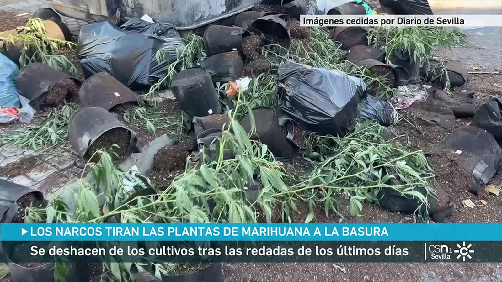 Contenedores de basura llenos de plantas de marihuana