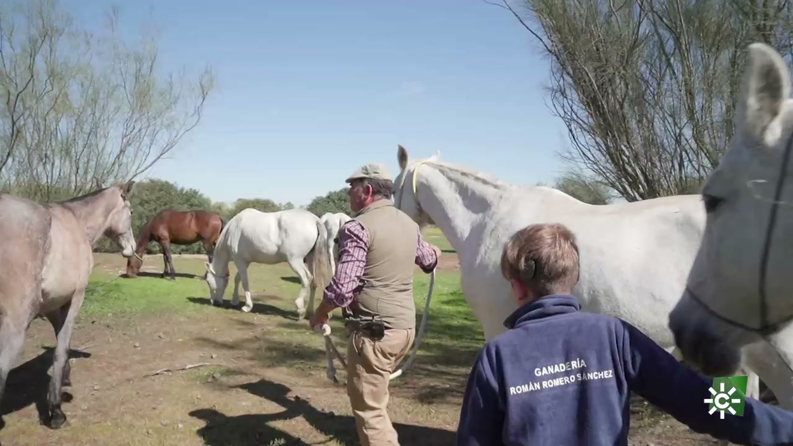 El corredor verde del Guadiamar, un hotel de cinco estrellas para caballos que se crían en libertad