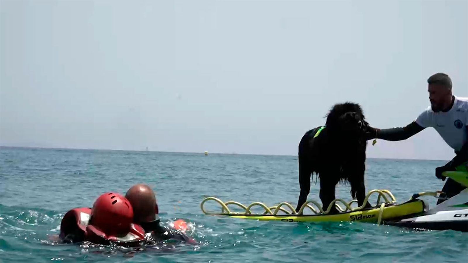Mai y Buddy, dos perros socorristas que velan por la seguridad de los bañistas