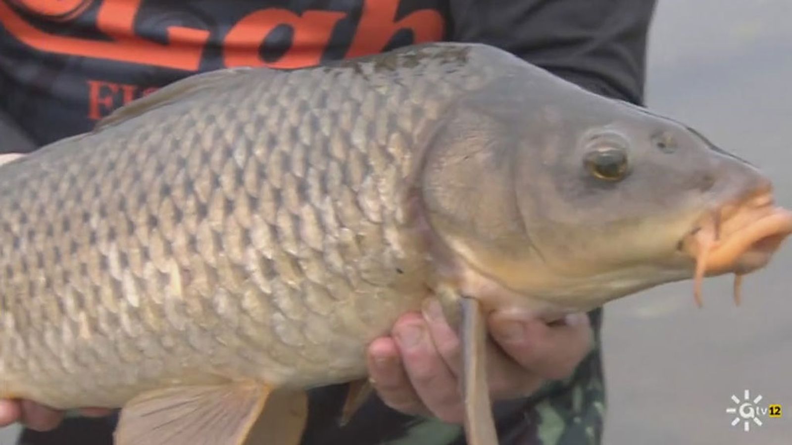 Descubre la pesca del carpín con cebador