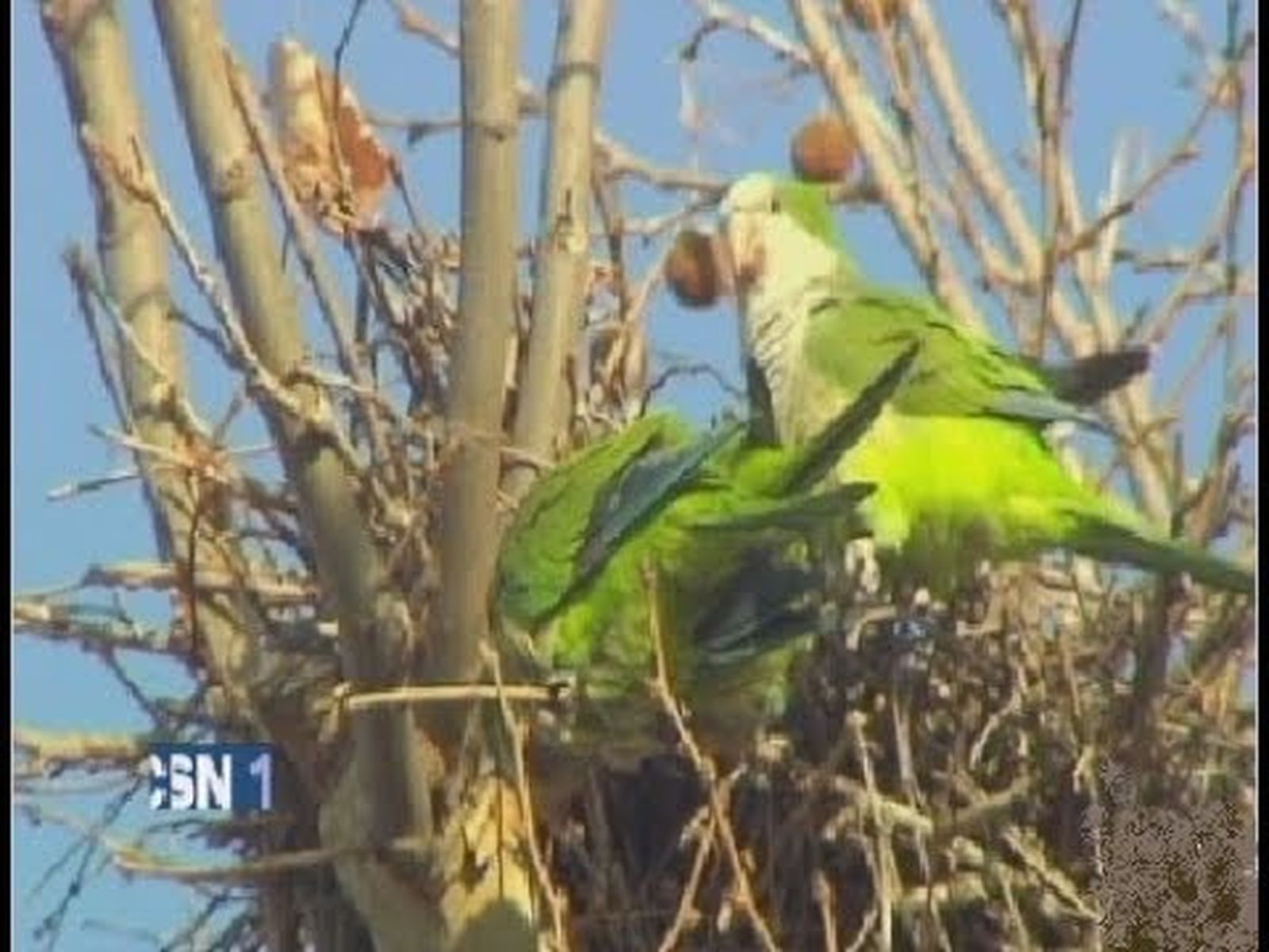 Cotorras, pájaros exóticos contra aves autóctonas andaluzas