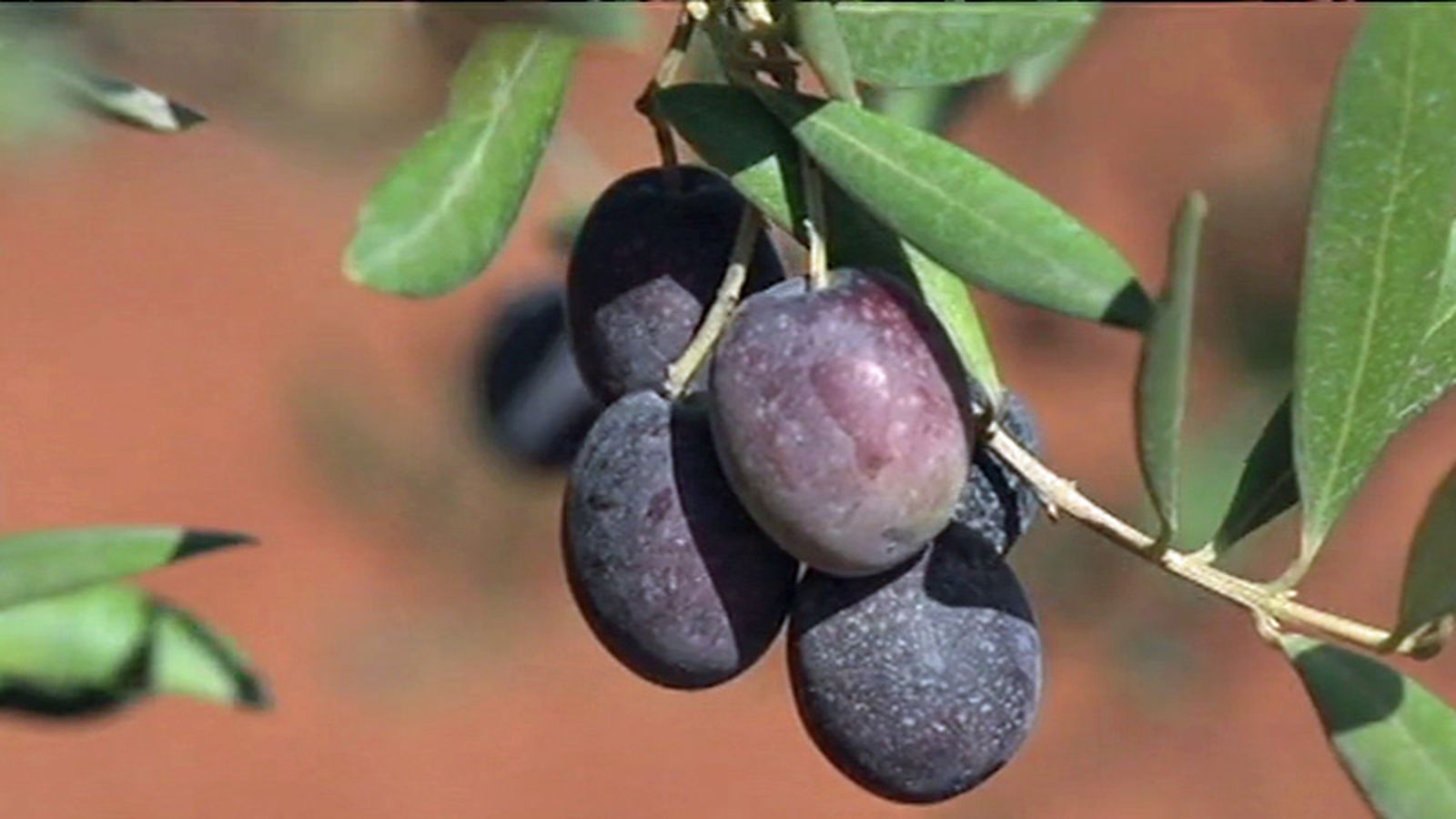 Aceitunas