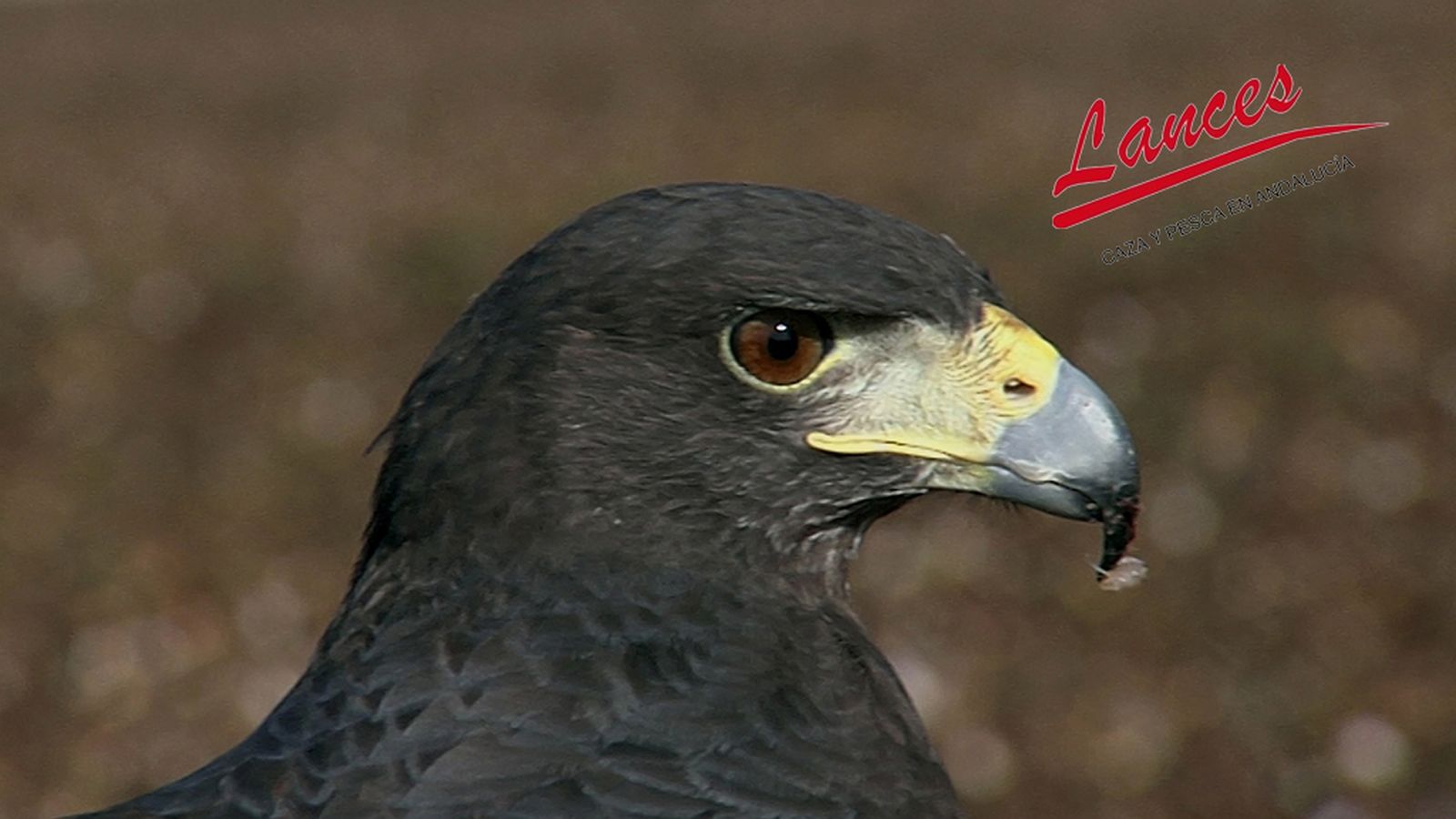 lances, 30 diciembre, comunicacion