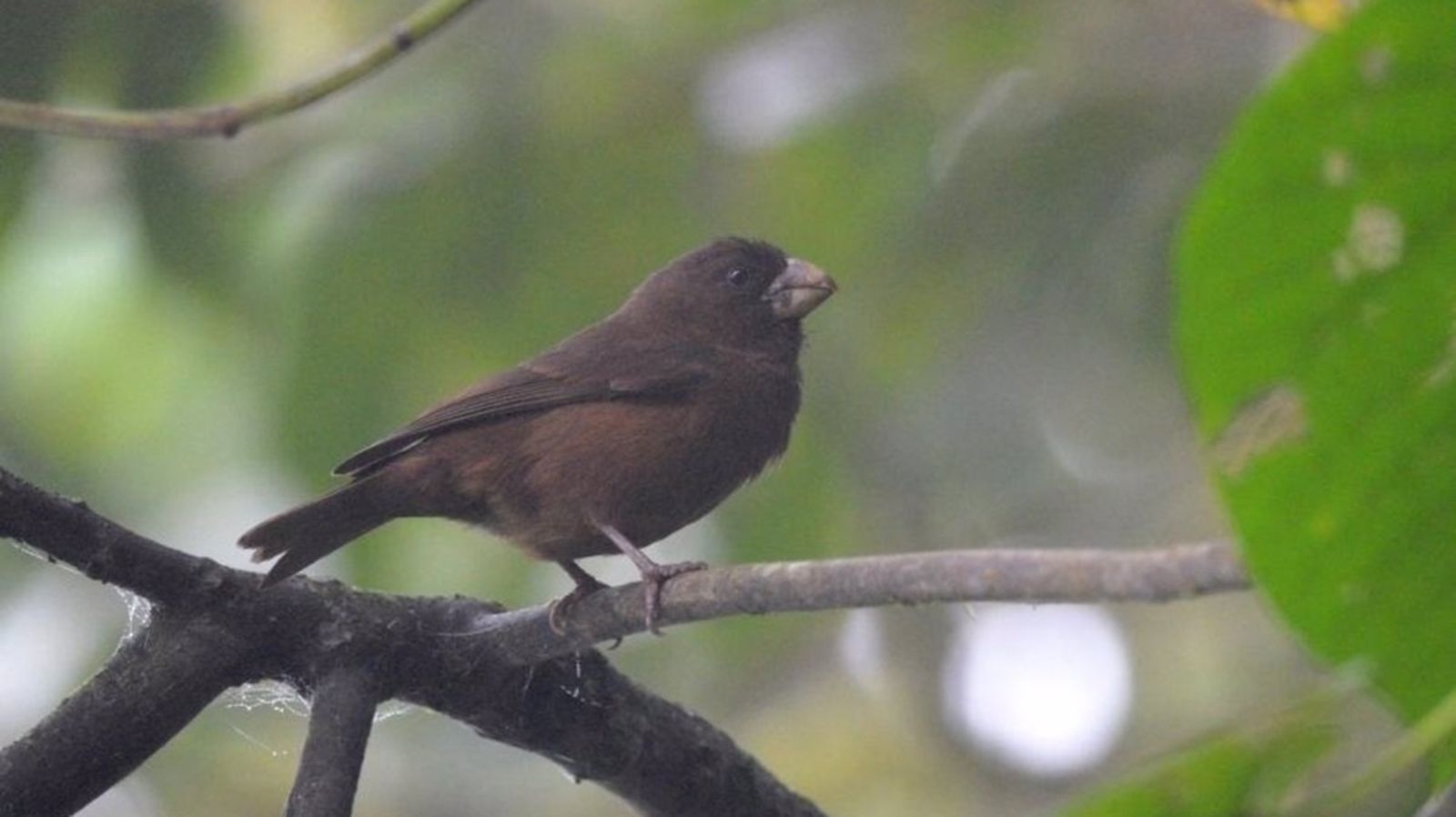 Canario genérico