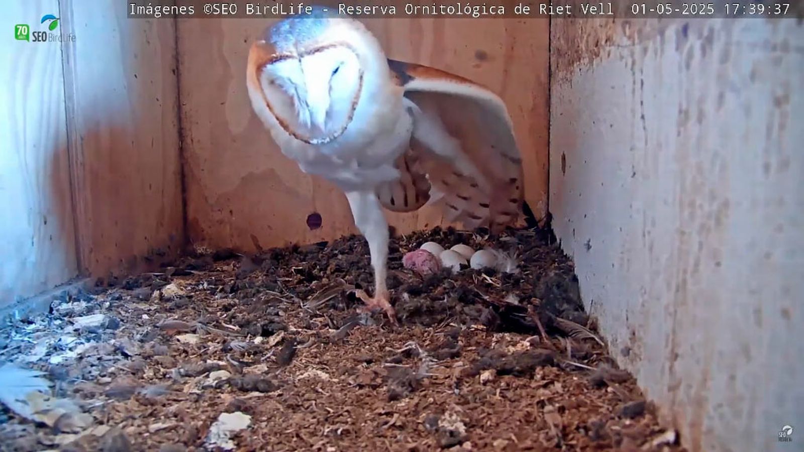 Aves en directo