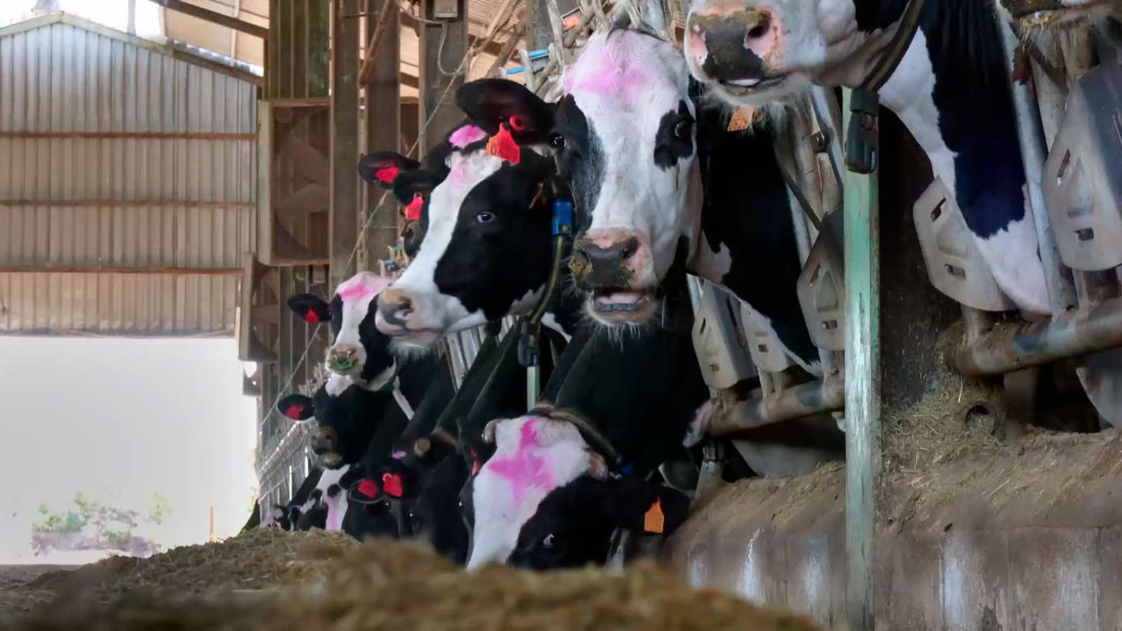 Vacas lecheras frisonas en Andalucía